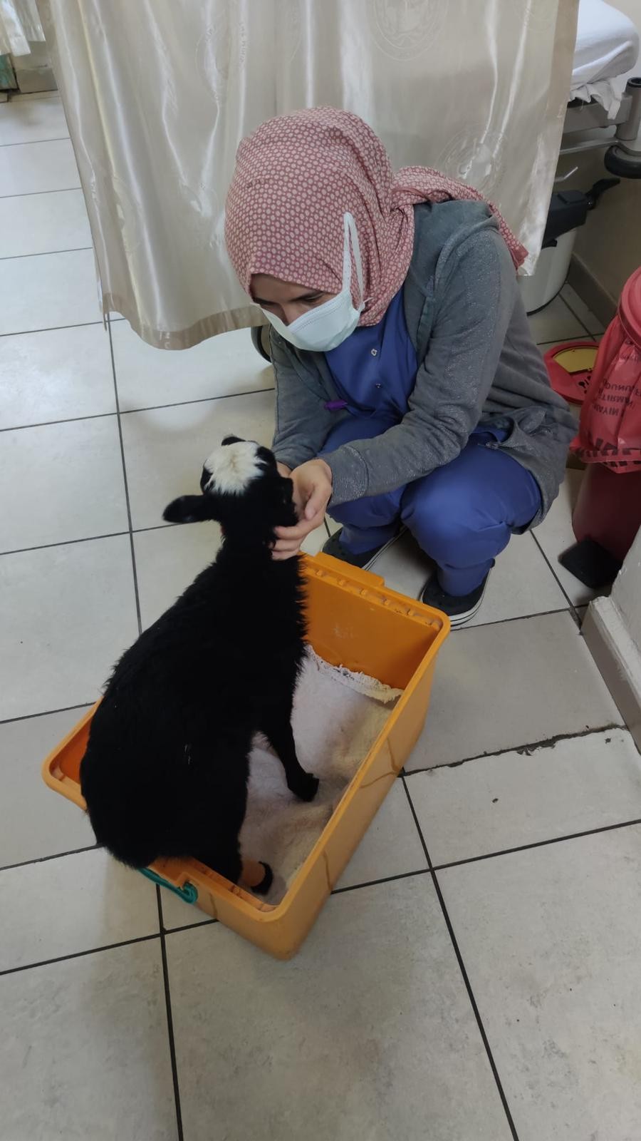 Rize'de veteriner olmayınca kuzu hastanede tedavi edildi
