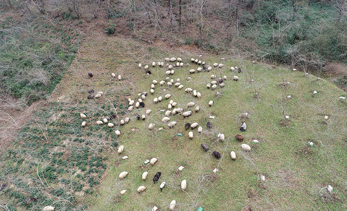 Trabzon'un yamaçları koyun sürüleriyle şenlendi