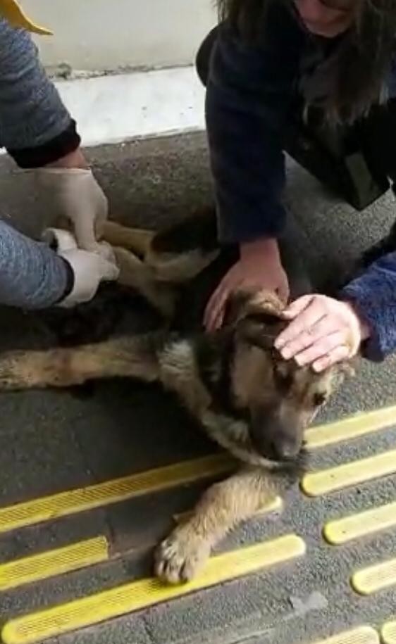 Rize'de otomobilin çarptığı köpek hastanede tedavi edildi