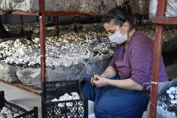 Trabzonlu mimar devlet desteğiyle kurduğu tesiste mantar üretiyor