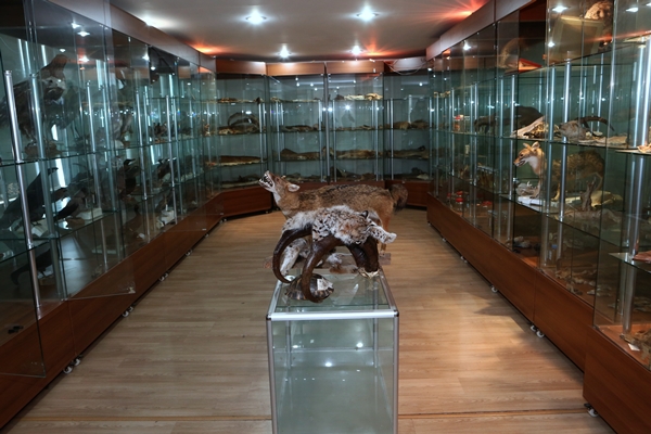 KTÜ'deki Yaban Hayatı Müzesi ilgi çekiyor