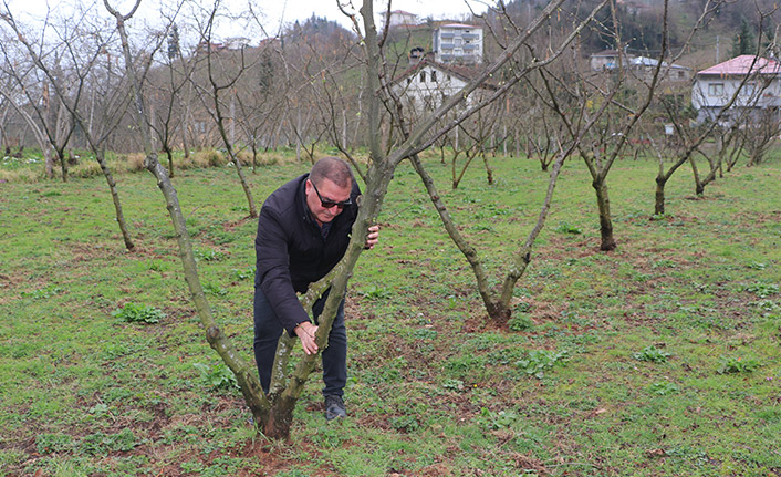 Trabzon'da örnek fındık bahçeleri verim ve kaliteyi artırdı