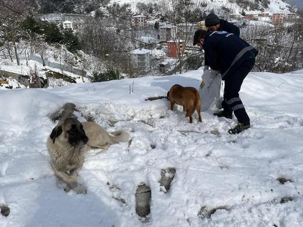 Trabzon'da sahipsiz hayvanlara özel ilgi
