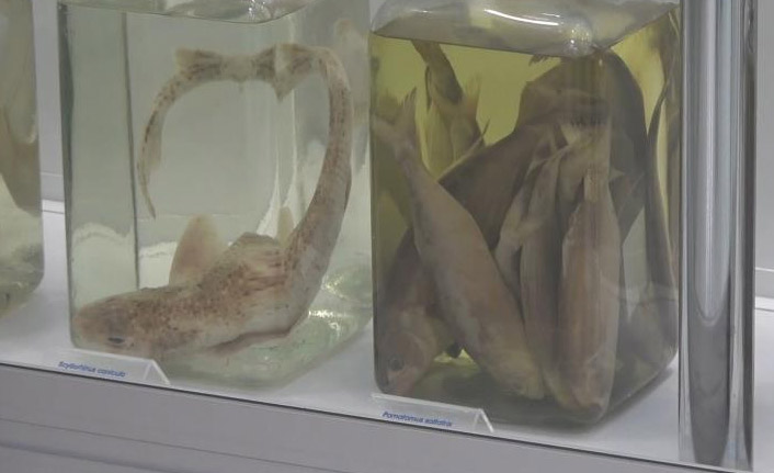 Rize'deki balık müzesine yurt dışından yoğun ilgi