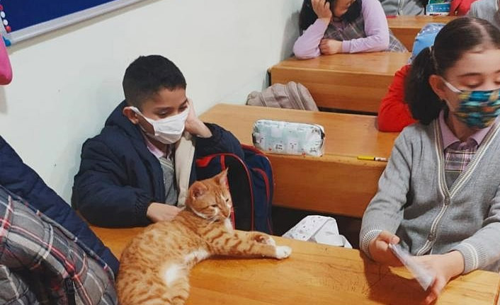 Soğuktan donmak üzere bulunan kedi okulda maskot oldu