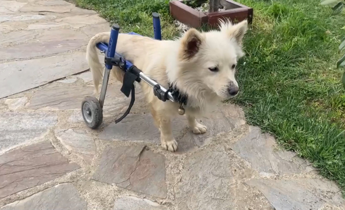 Trabzon'da trafik kazasında felç olan "Pamuk" adlı köpeğe yürüteç desteği