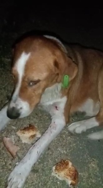 Rize'de bir çocuk tüfekle vurulan köpeğin başında ağladı