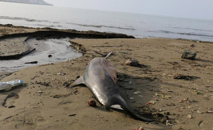 Karadeniz'de 33 ölü yunus sahile vurdu