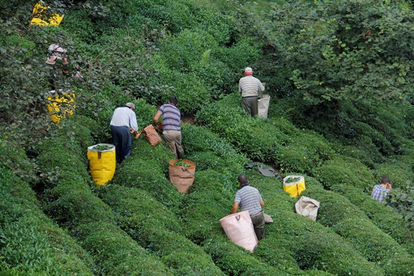 Trabzon Ticaret Borsası'nda Çay kampanyası değerlendirildi…