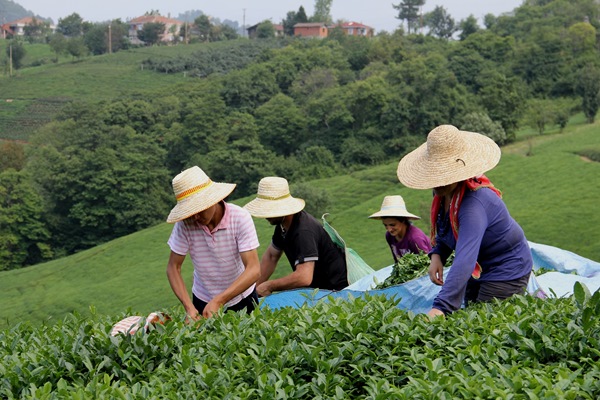 Trabzon Ticaret Borsası'nda Çay kampanyası değerlendirildi…