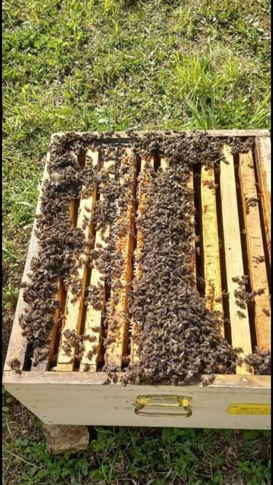 Trabzon'da yüz binlerce arı telef oldu