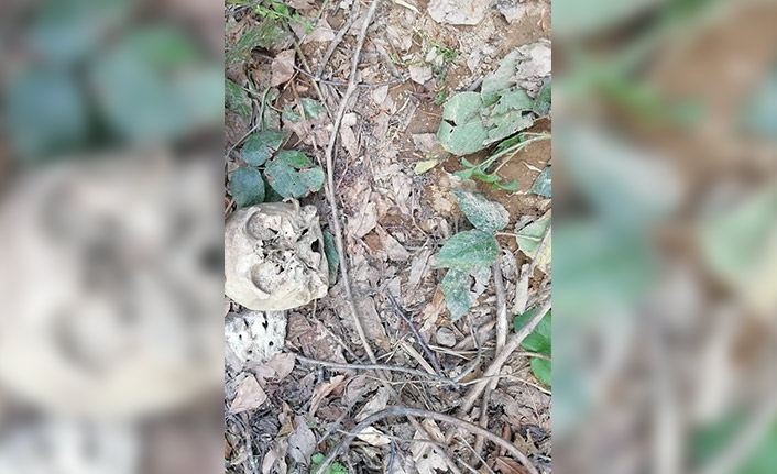 Köylüler kafatası buldu, 7 yıl önce kaybolan adama ait olduğu ortaya çıktı