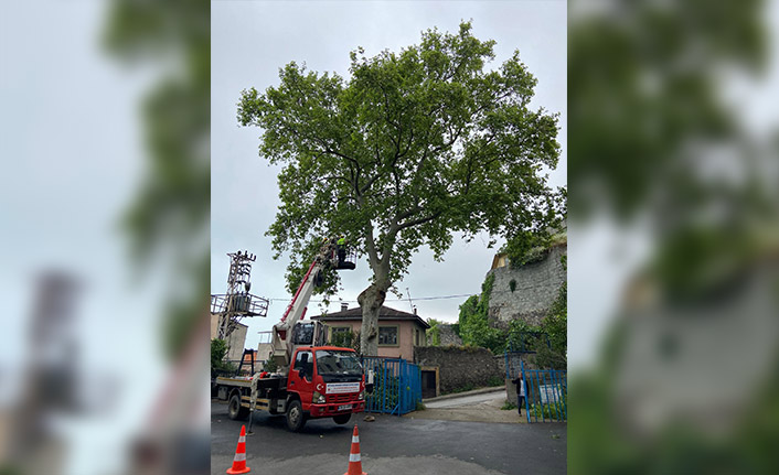 Trabzon’da 86 adet anıt ağaç tescil edildi