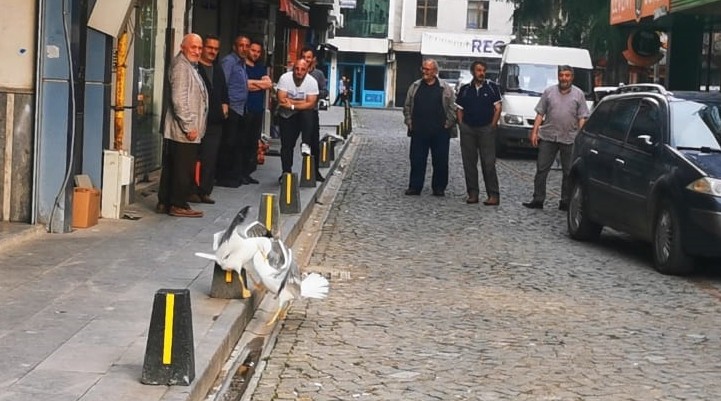 Trabzon'da martıların kavgasını film izler gibi izlediler