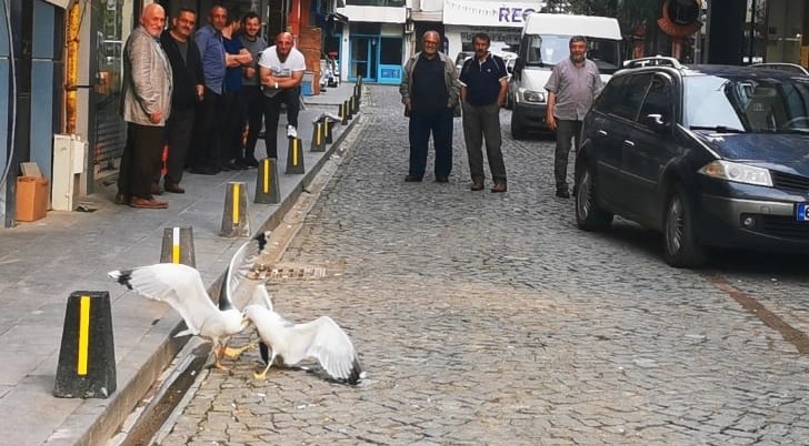 Trabzon'da martıların kavgasını film izler gibi izlediler