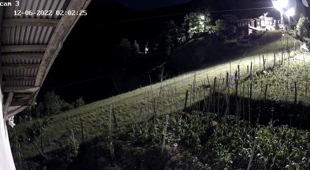Rize'de bahçeye zarar veren ayı kameralara yakalandı