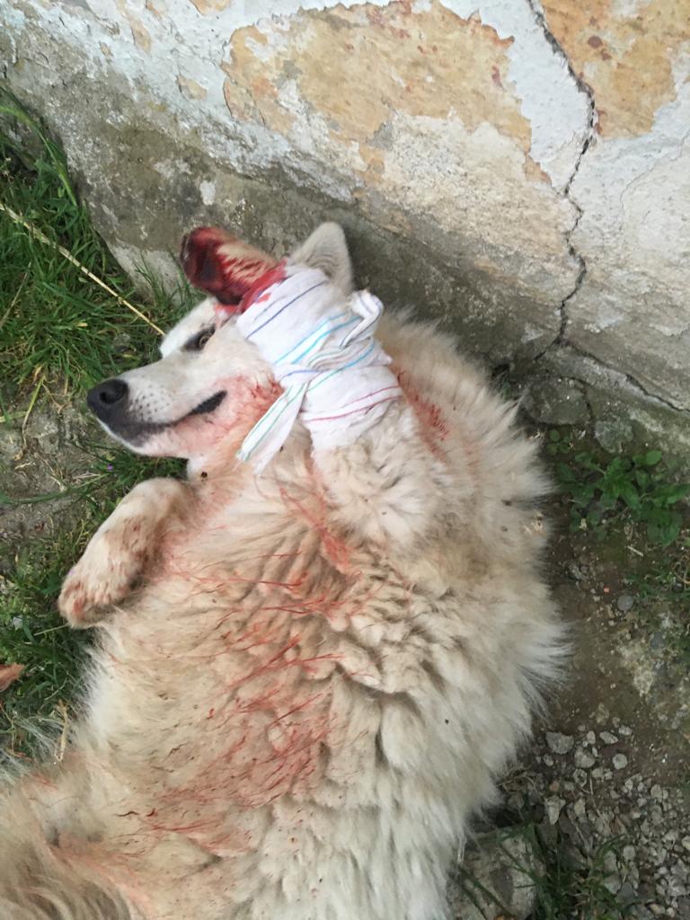 Trabzon'da vahşet! Köpeğe silahla ateş ettiler