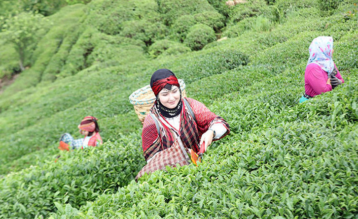 Rize'de örnek çay bahçeleri turizme katkı sağlıyor