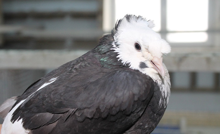 Bayburt'ta bir kuş türü "Türk fısıldayıcısı"