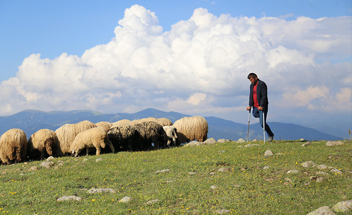 Gümüşhane'de bir çoban 26 yıldır tek bacağıyla hayvanlarını otlatıyor