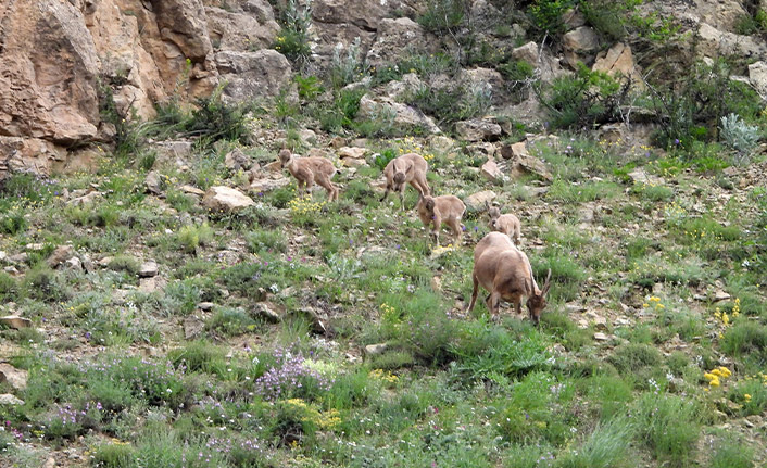 Dağ keçilerinin tehlikeli oyunları kameraya yansıdı