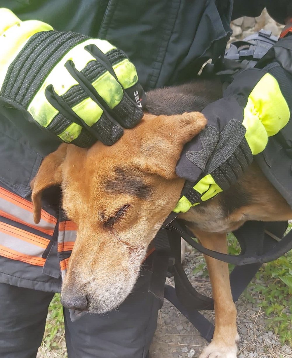 Trabzon itfaiyesi yaralı köpeği kurtardı