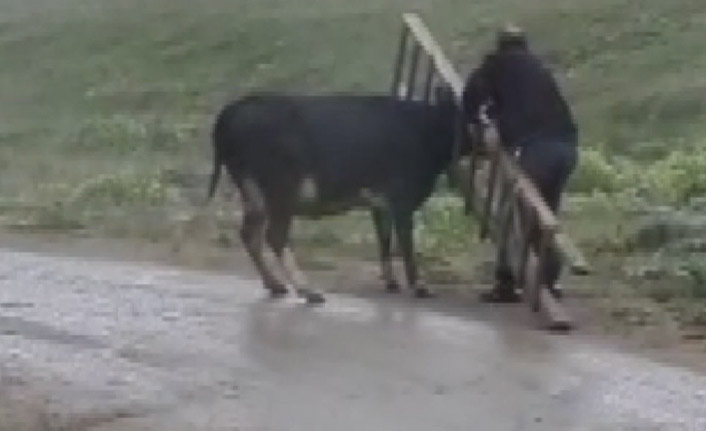 Trabzon'da yaylada inek seferberliği!