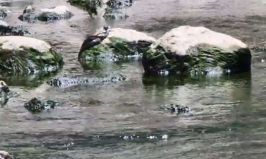 Artvin’de yılanın balık avı görüntülendi