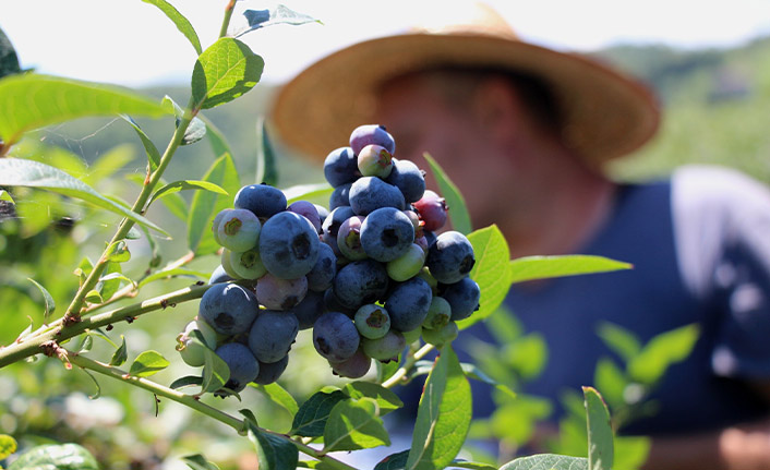 Çay bahçesine mavi yemiş dikti yılda 300 bin TL kazanıyor