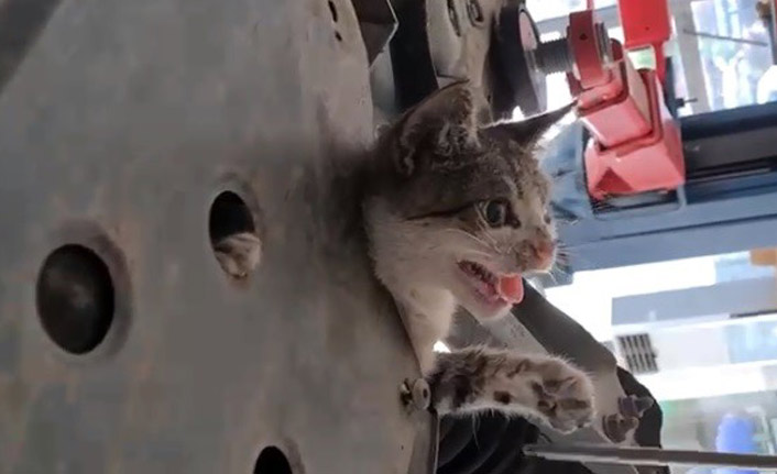 Trabzon'da kedi kurtarma operasyonu