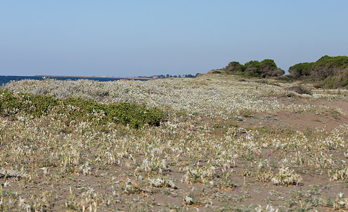 Koruma altındaki kum zambakları Samsun sahillerini beyaza bürüdü