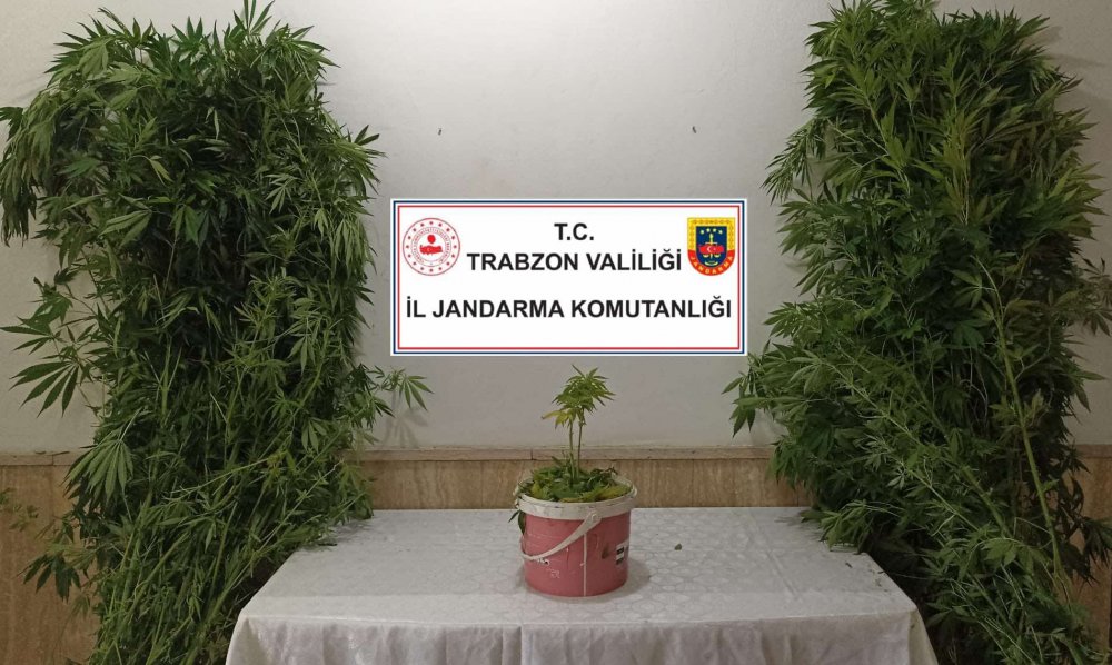 Trabzon’da Jandarmadan uyuşturucu baskını