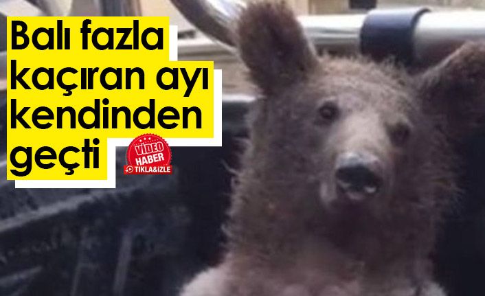 Trabzon’daki zincirleme kazanın nedeni ortaya çıktı! 'Deli bal'