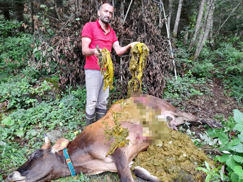 Rize'de doğaya bırakılan çöpler bir ineğin ölümüne neden oldu