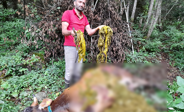 Yol kenarına atılan çöpler, bir ineğin ölümüne neden oldu