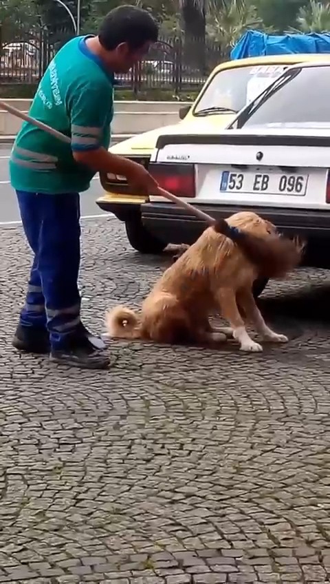 Rize'de temizlik görevlisinin köpeğin sırtını kaşıması yürekleri ısıttı