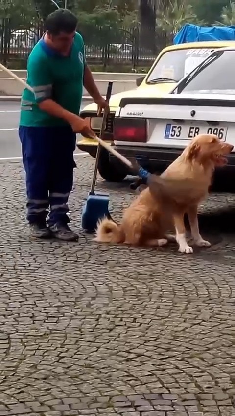 Rize'de temizlik görevlisinin köpeğin sırtını kaşıması yürekleri ısıttı