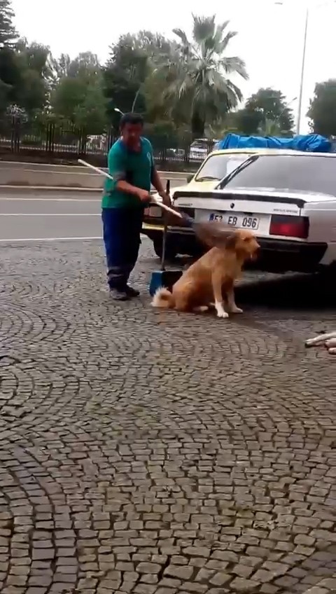 Rize'de temizlik görevlisinin köpeğin sırtını kaşıması yürekleri ısıttı