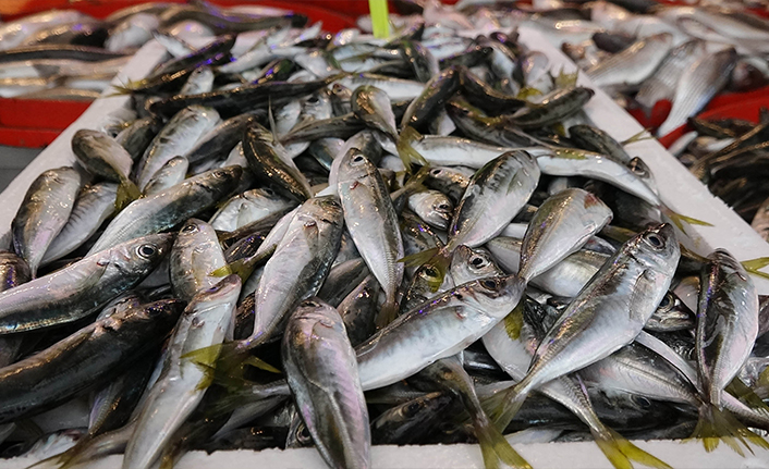 Karadeniz'de istavrit bolluğu; fiyatı da düştü