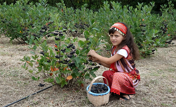 Trabzon'da aronya için hasat zamanı