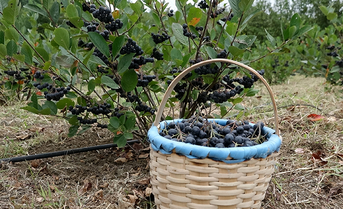 Trabzon'da aronya için hasat zamanı