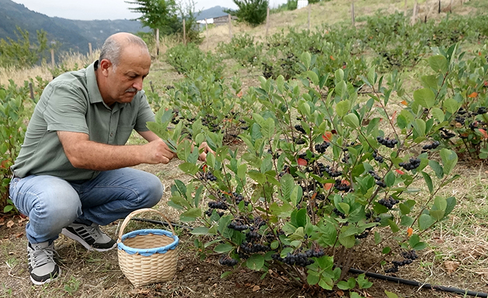 Trabzon'da aronya için hasat zamanı