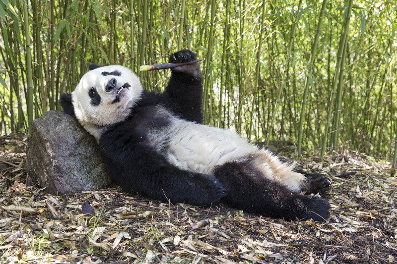 Pandalar neden tembeldir? Dünyanın en tembel hayvanı panda mıdır