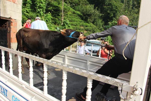 Yüzen dana 'Ferdinand' yola çıktı