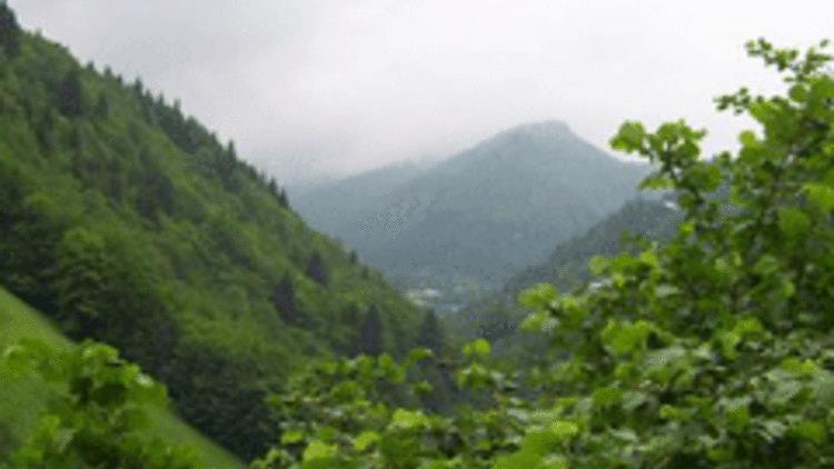 Doğu Karadeniz Bölgesinde ormanlarının kurumasının asıl nedeni asit yağmurlarıdır