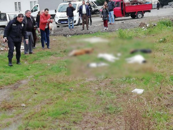 Trabzon'da 8 köpek ve 2 kedi ölü bulundu