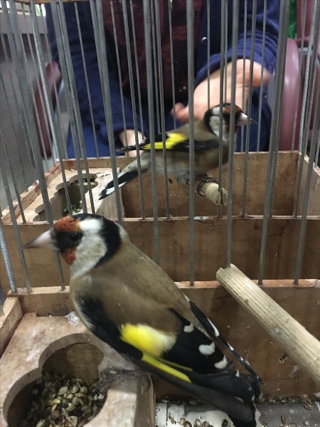 Trabzon'da kuş avcısına ceza