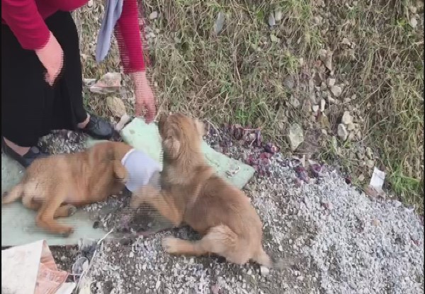 Çiftten 'İnsanlık ölmemiş' dedirten hareket