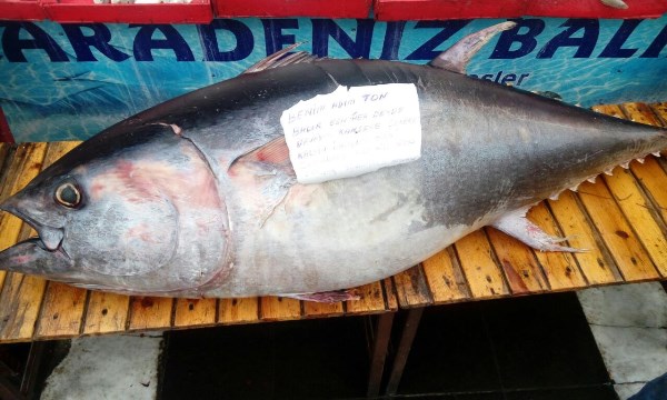 2 metrelik ton balığı vatandaşların ilgi odağı oldu