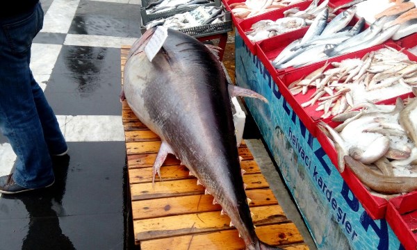 2 metrelik ton balığı vatandaşların ilgi odağı oldu